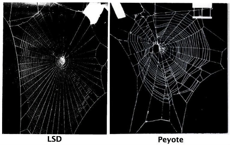 Spiders on Different Drugs Spin Different Types of Web Patterns - Core77