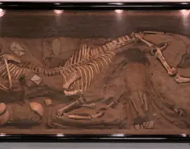 An Excavated Centaur Skeleton from 19801980年发现的半人马骨架