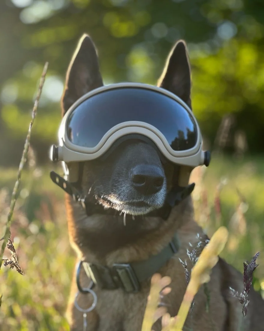 Modular Canine Helmets for Active-Duty Dogs - Core77