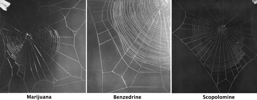 Spiders on Different Drugs Spin Different Types of Web Patterns - Core77
