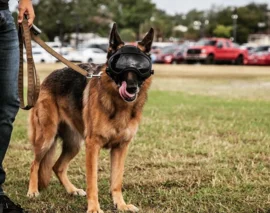 Modular Canine Helmets for Active-Duty Dogs - Core77
