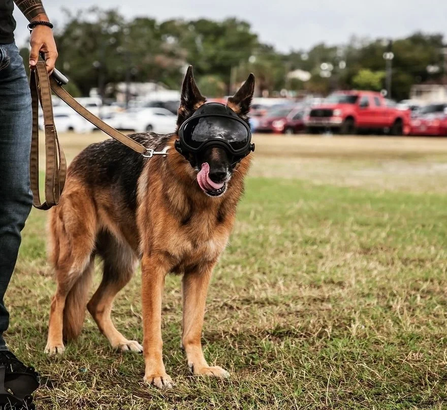Modular Canine Helmets for Active-Duty Dogs - Core77