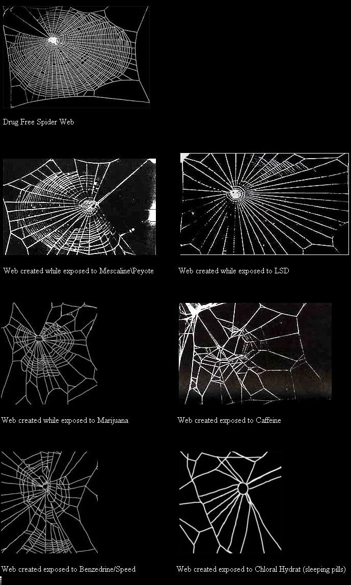 Spiders on Different Drugs Spin Different Types of Web Patterns - Core77
