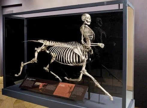 An Excavated Centaur Skeleton from 1980 - Core77