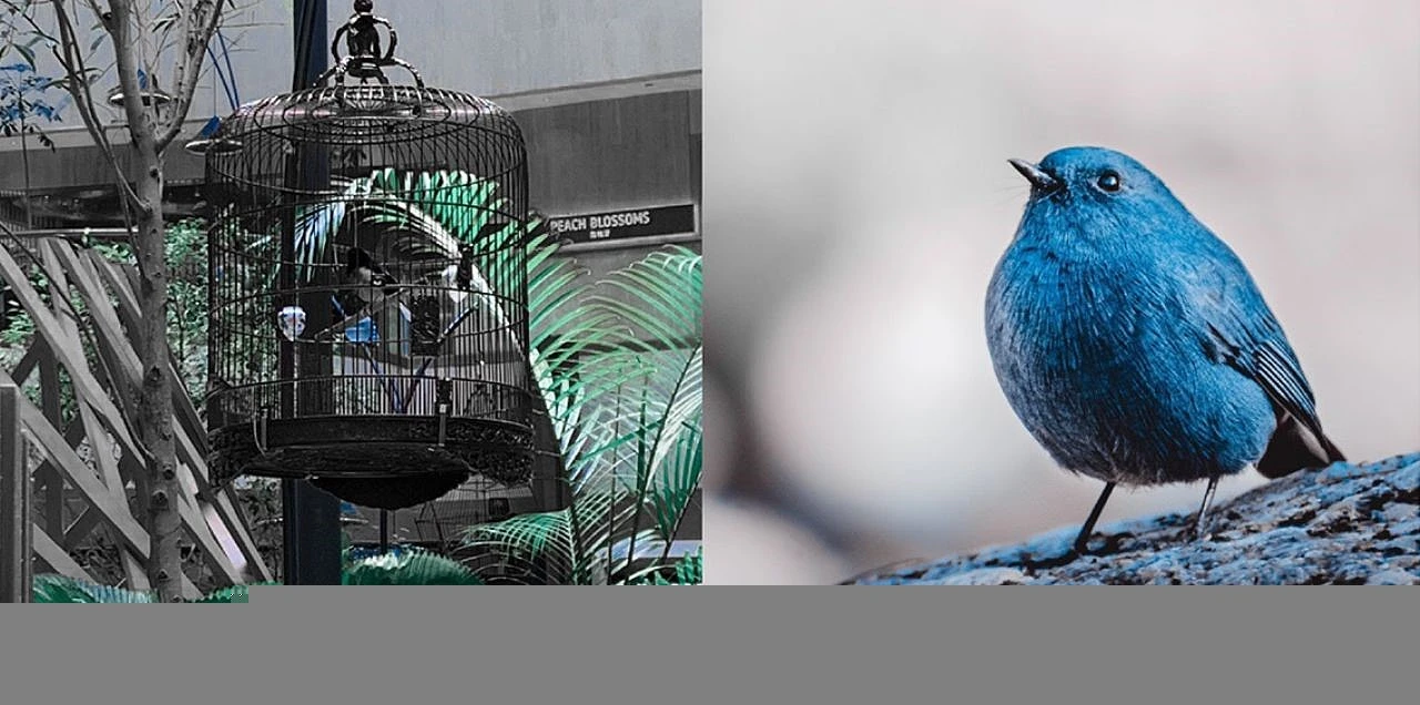 Whistle扬声器设计