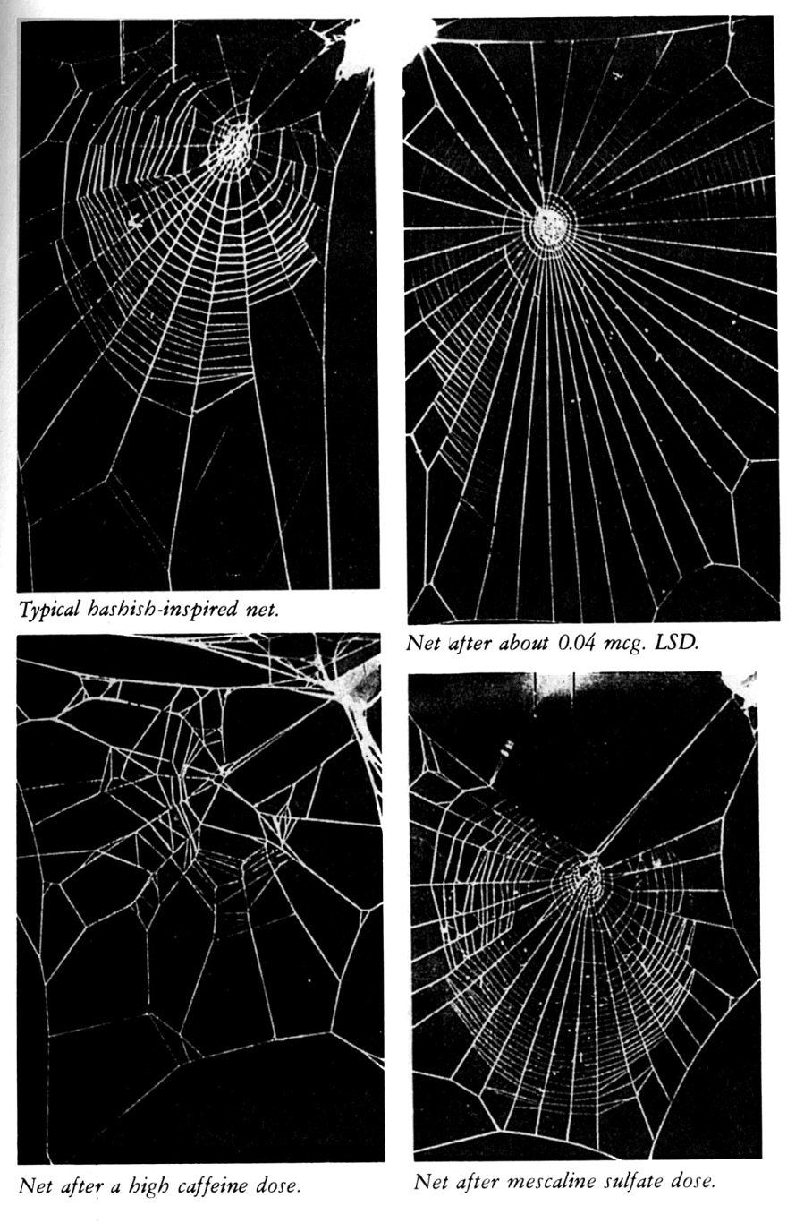Spiders on Different Drugs Spin Different Types of Web Patterns - Core77