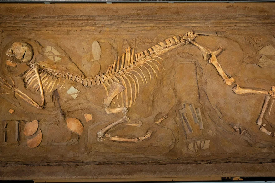An Excavated Centaur Skeleton from 1980 - Core77