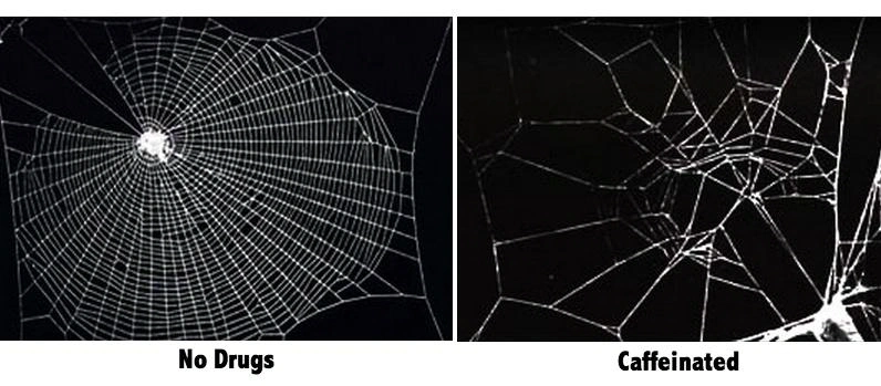 Spiders on Different Drugs Spin Different Types of Web Patterns - Core77