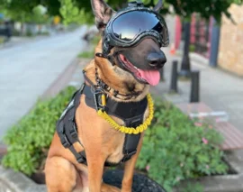 Modular Canine Helmets for Active-Duty Dogs - Core77