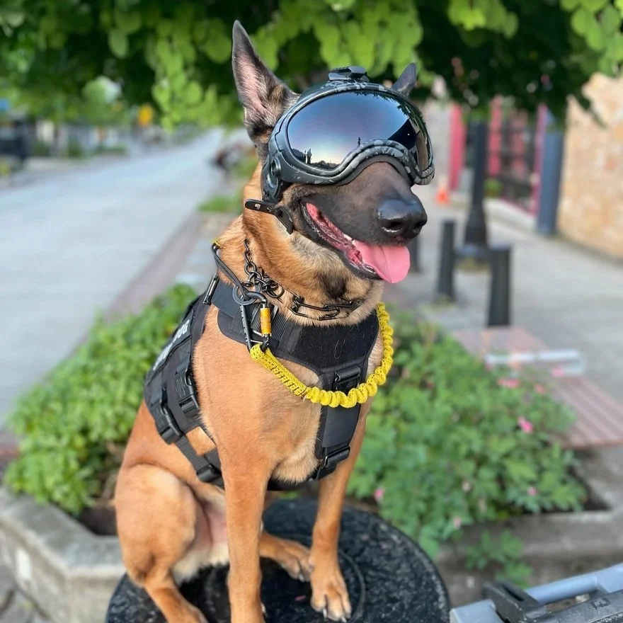 Modular Canine Helmets for Active-Duty Dogs - Core77