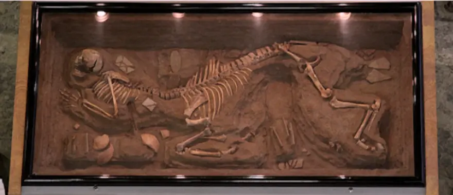 An Excavated Centaur Skeleton from 1980 - Core77